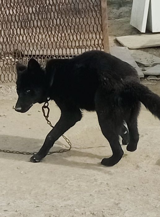 Немецкая овчарка