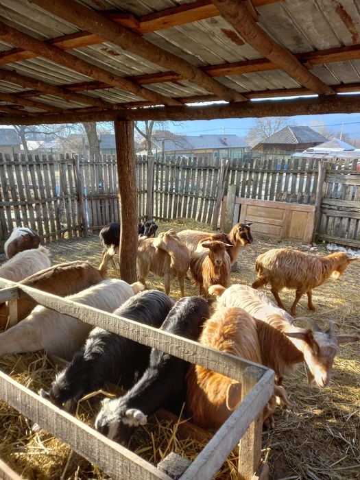 Vind 5 capre gestante tinere 420 lei