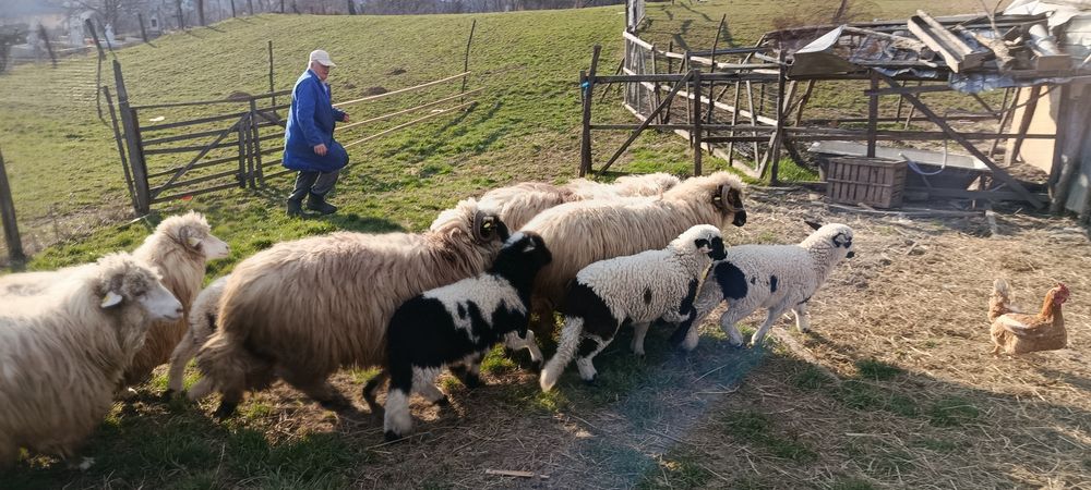 5 oi și 4 miei de vânzare