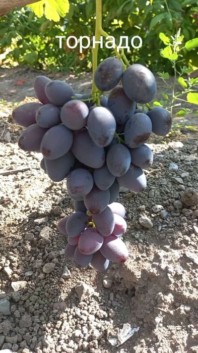 Продам черенки и саженцы винограда