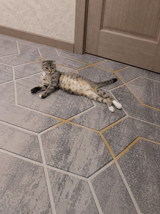 Котята Шотландцы
