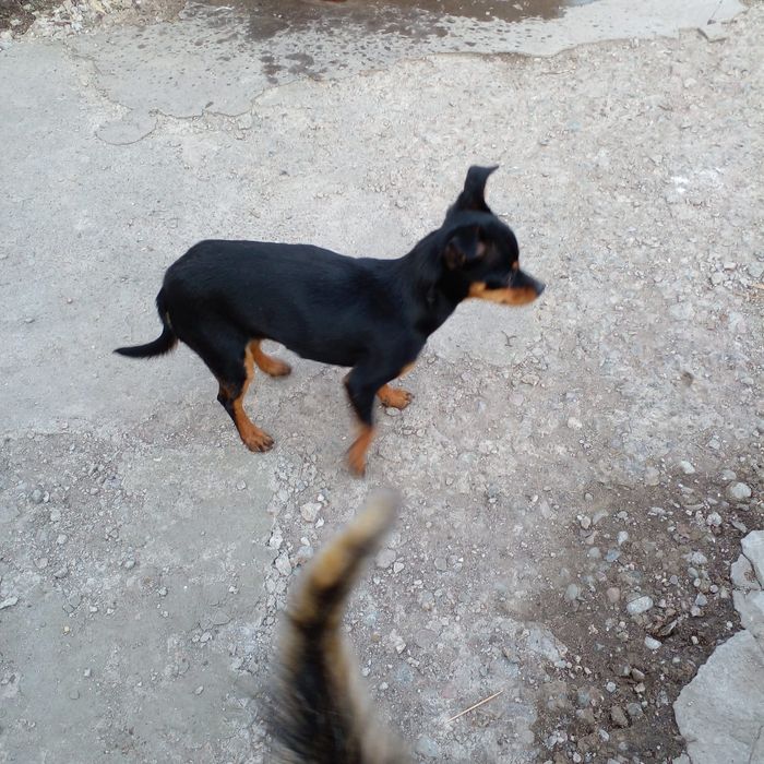 Продам той  терьера