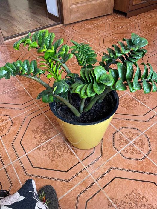 Долларовое дерево комнатное