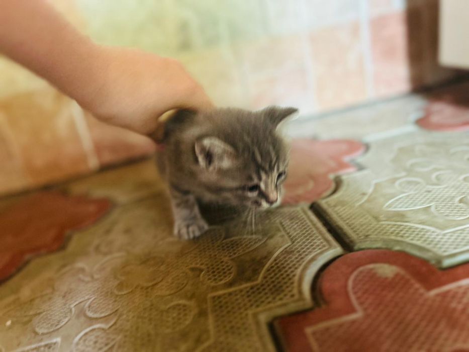 Отдам котят в хорошие в добрые руки