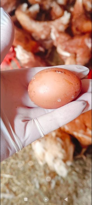 Курочки молодки Ломан браун