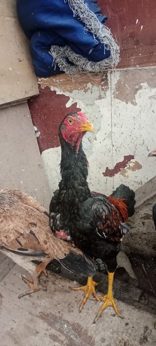 Продам Дакан срочно