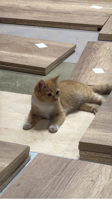 Отдам котенка в хорошие руки