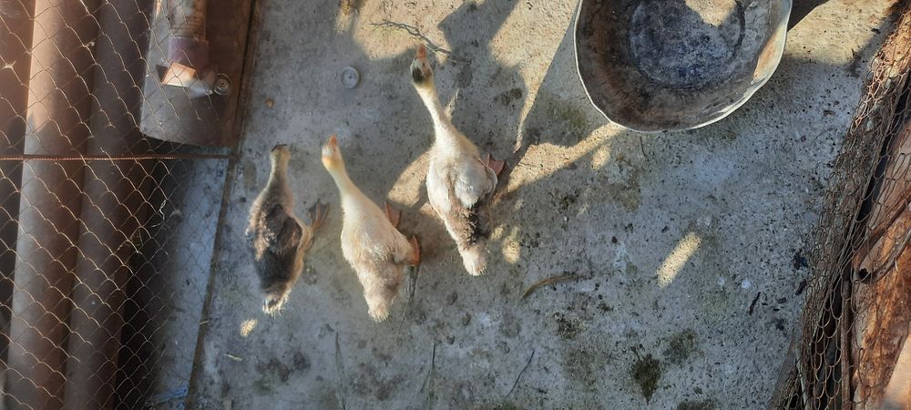 Gusi sotiladi kurka joja ham sotiladi