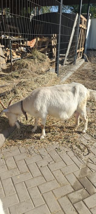Продам дойную козу.