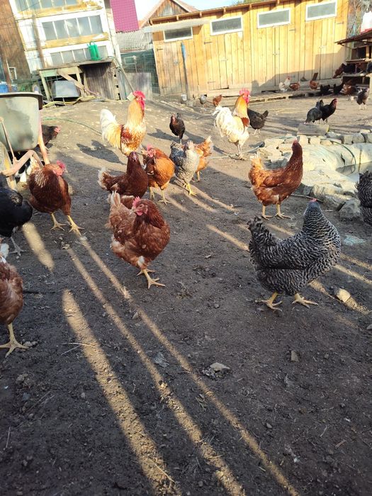 De vânzare puicuțe ouătoare