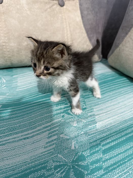 Отдам котенка даром в хорошии руки!