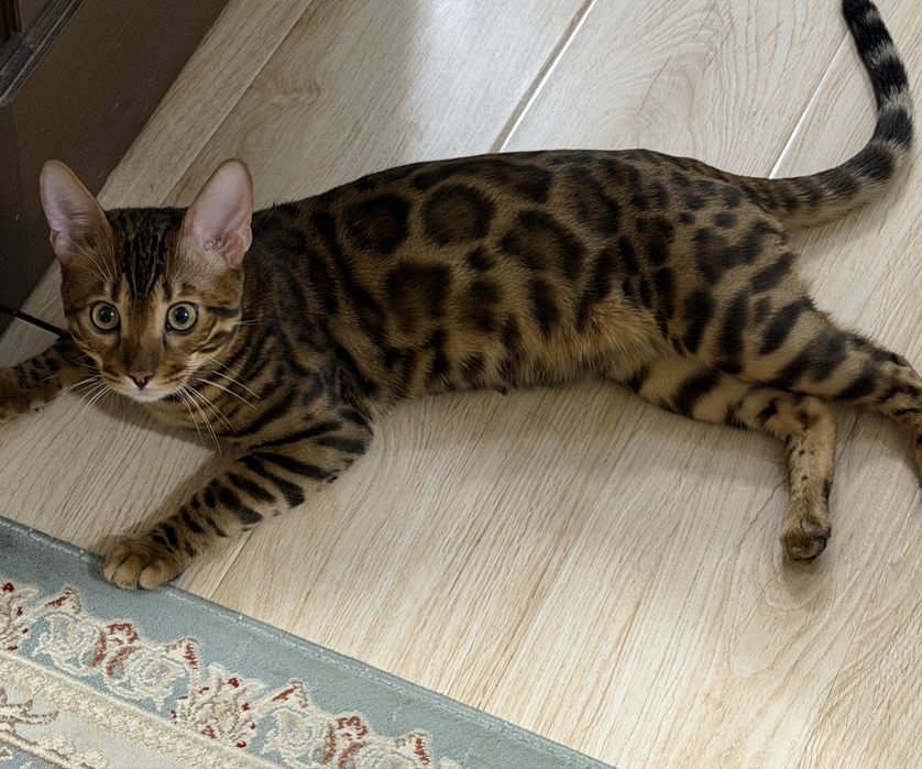 Бенгальский котик