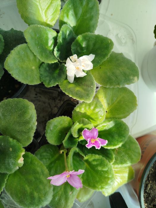 Комнатные цветы продам