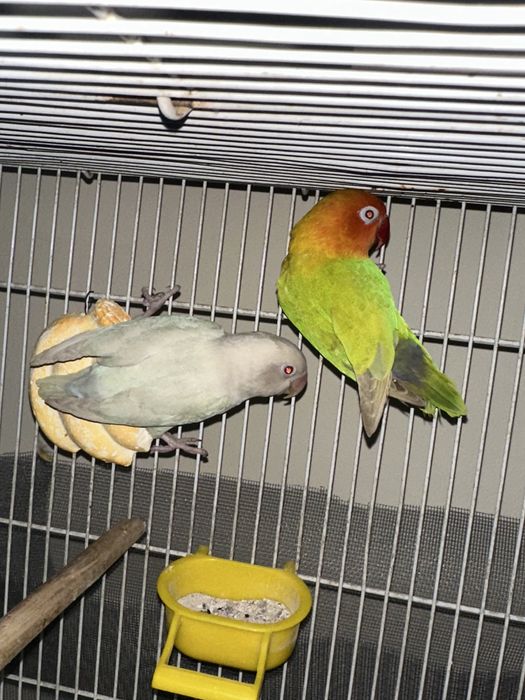 Qushlar sotiladi yaxshi sastiyanada