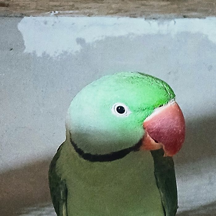 Александрийские попугаи.