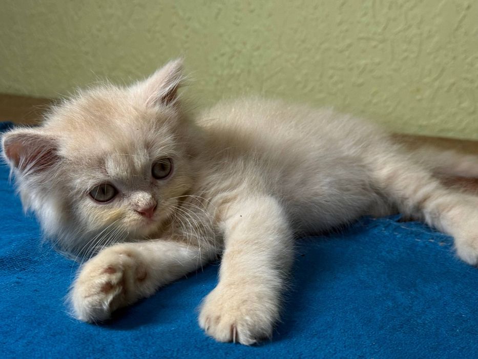 Котята скоттиш фолд