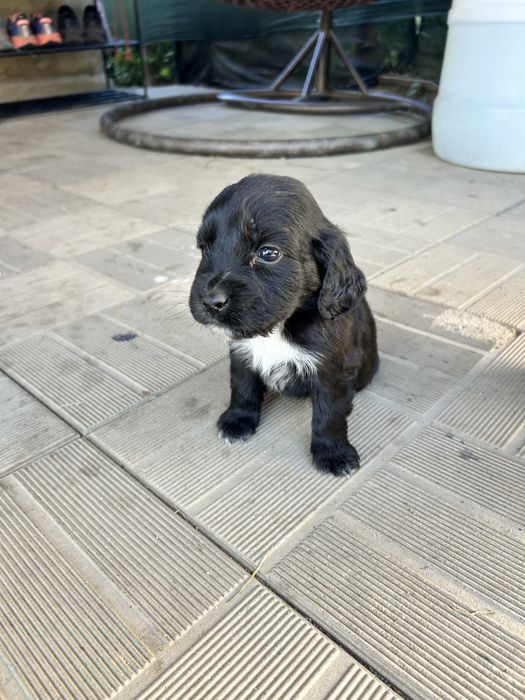 Donez catei, mama cocker spaniel