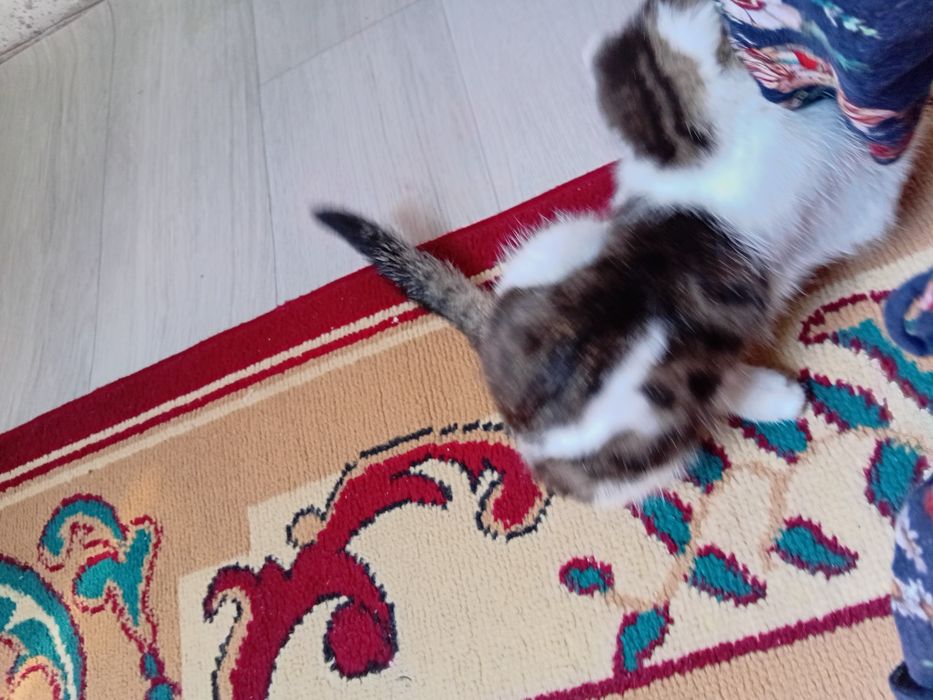 Продается кошка бесплатно