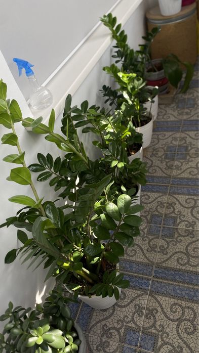 Продам цветок Замиокулькас, 1м