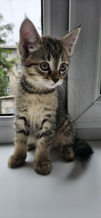 Котёнок девочка в добрые руки