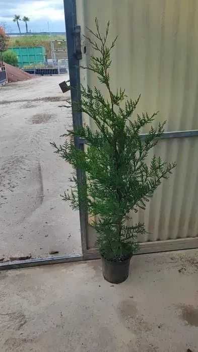 Leylandii 120-130 cm
