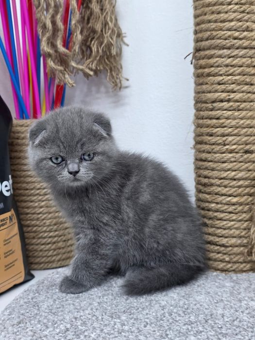 КотЯта  ОчаРоваШки шоТландскИе