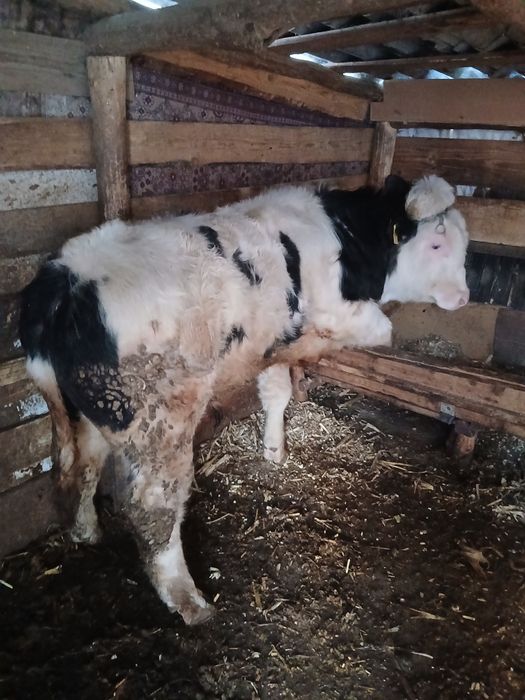 Vițel albastru belgian