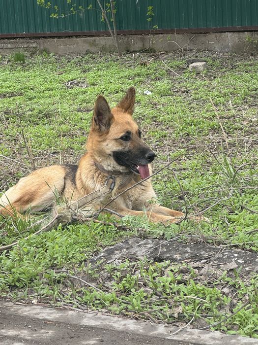 немецкая овчарка