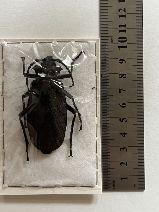 Видове насекоми бръмбари колекция