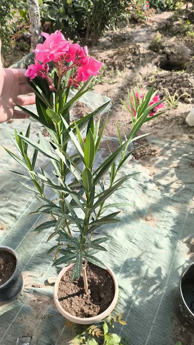 Олеандр махровый