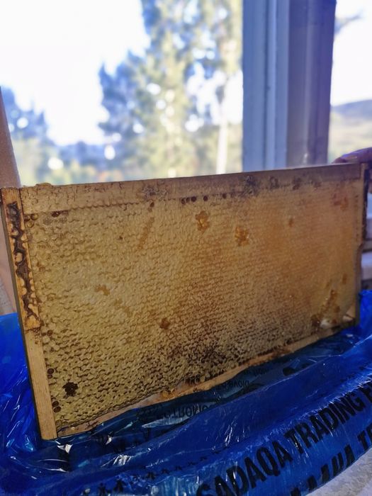 Продаётся мёд с Катон-Карагая