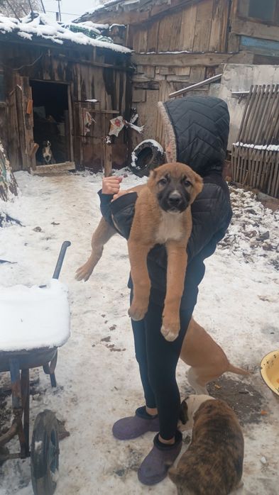 Продам щенков Алабая