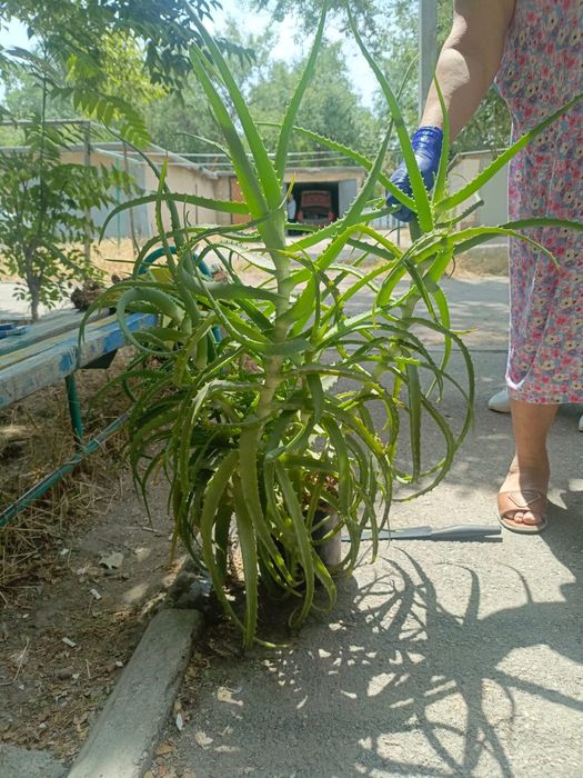 Продам Алоэ 7-8 кустов