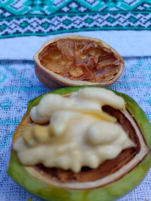 Nuci în coajă cu miez de nucă verde