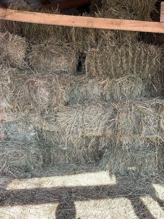 Сено. Шөп в тюках