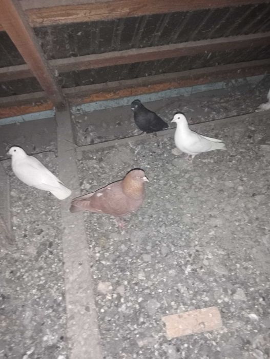 Голуби бакинцы белые