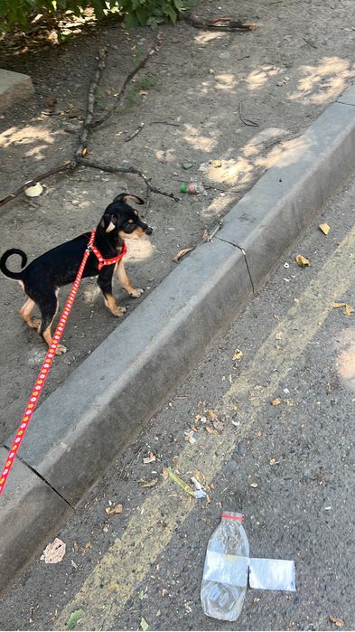 Той терьер бесплатно