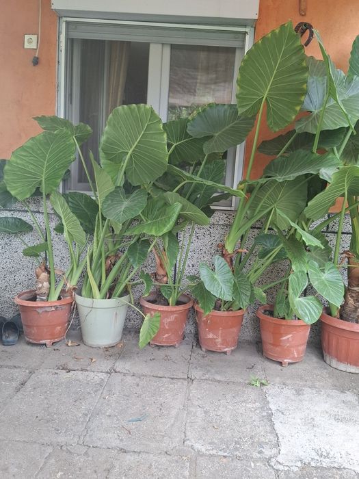 Трилистници от 1.20м до 2м