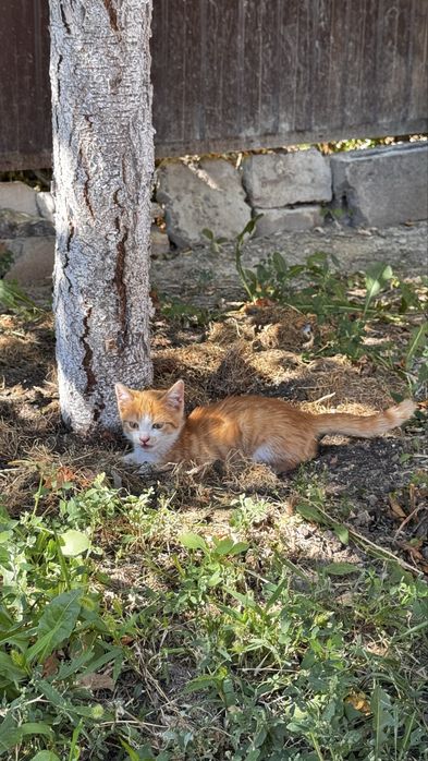 Пристраивается котенок