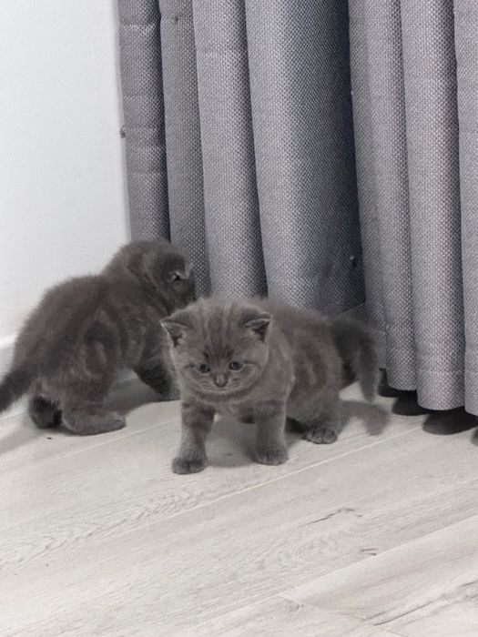 Продам котят , британцы