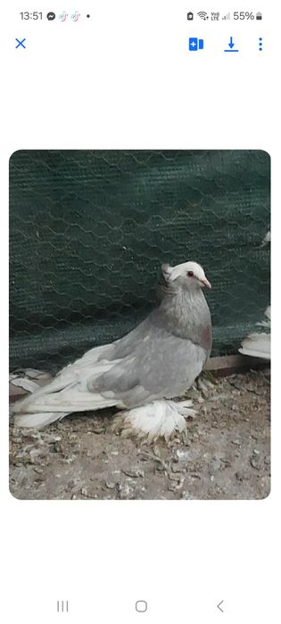 Porumbei urias maghiar