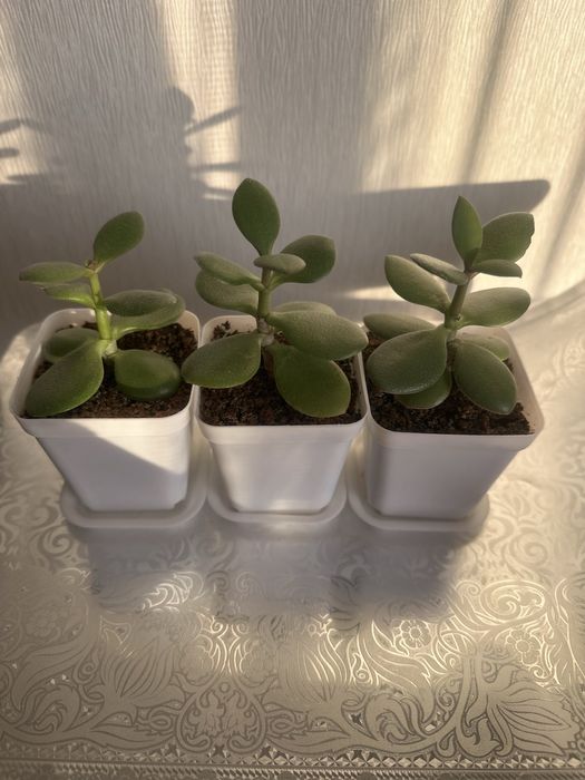 Денежные деревья