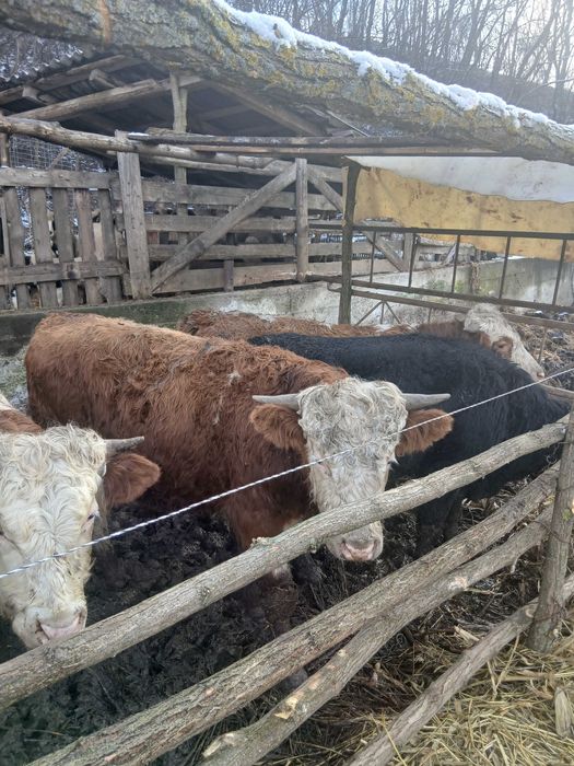 Vand 6 taurasi 3 baltati 1 belgian si 2 angus