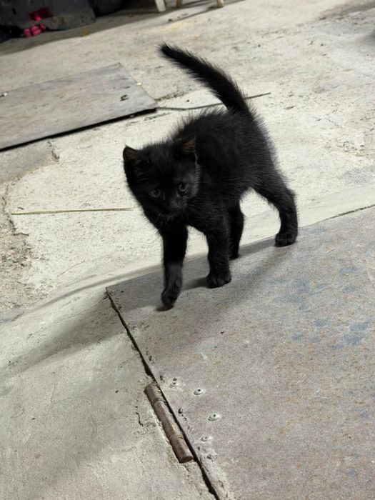 Отдам котенка (мальчика ) в добрые руки