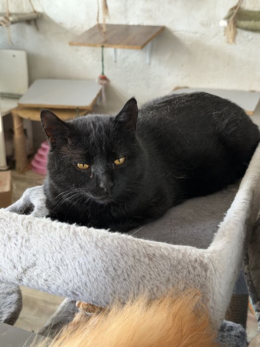 Кот КИРАН  ищет семью.