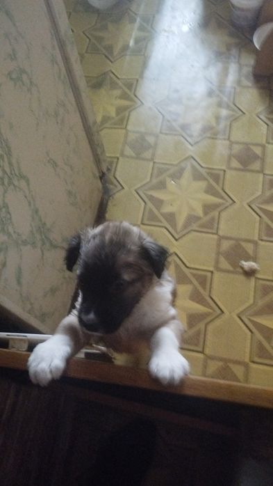 Отдам щенков в добрые руки