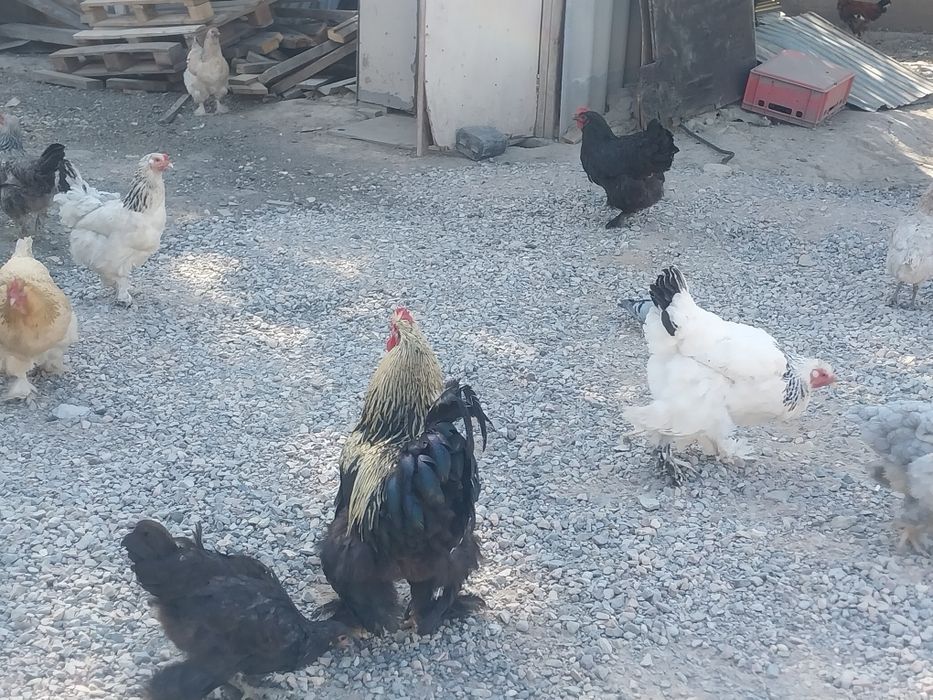 Продам куры (Брама)
