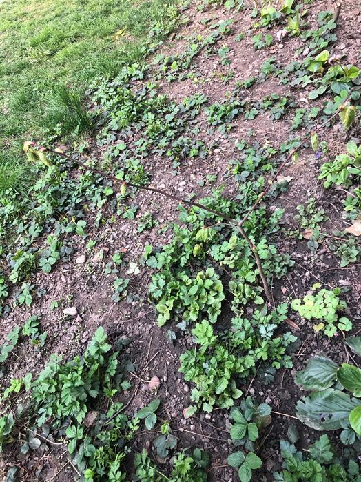 Puiet de tei inaltime 45 cm