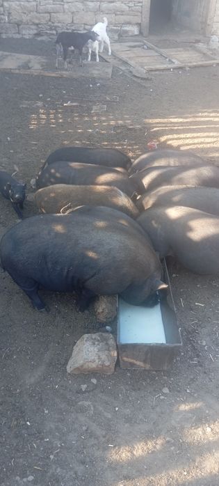 Виетнамски прасета и прасенца з