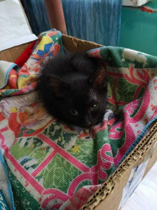 отдадим котят добрым людям